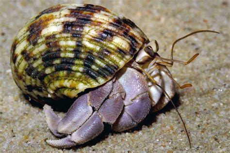 Coenobita .